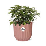 Ficus Benjamina Kinky en ELHO Vibes Fold 14cm rose