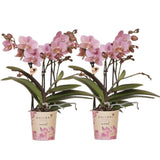 Lot de 2 orchidées Phalaenopsis Trevino en pot Ø9 cm