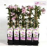 Clematis Hagley Hybrid - Ø15cm - ↕65cm
