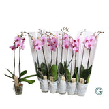 Lot de 2 phalaenopsis roses en pot blanc 12 cm
