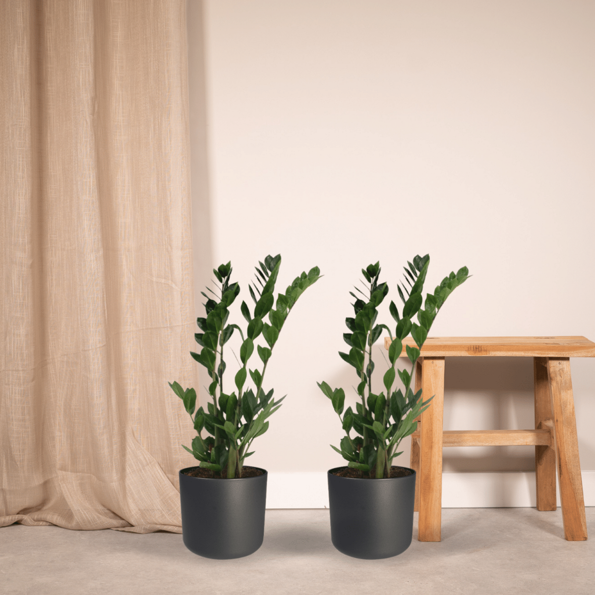2x Zamioculcas Zamifolia - Palme émeraude - 70 cm - Ø1