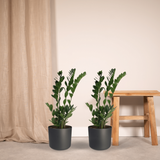 2x Zamioculcas Zamifolia - Palme émeraude - 70 cm - Ø1