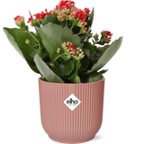 Kalanchoe Rosalina en pot rose 14 cm