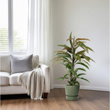 Ficus binnendijkii Amstel King - Ø17cm - ↕70cm