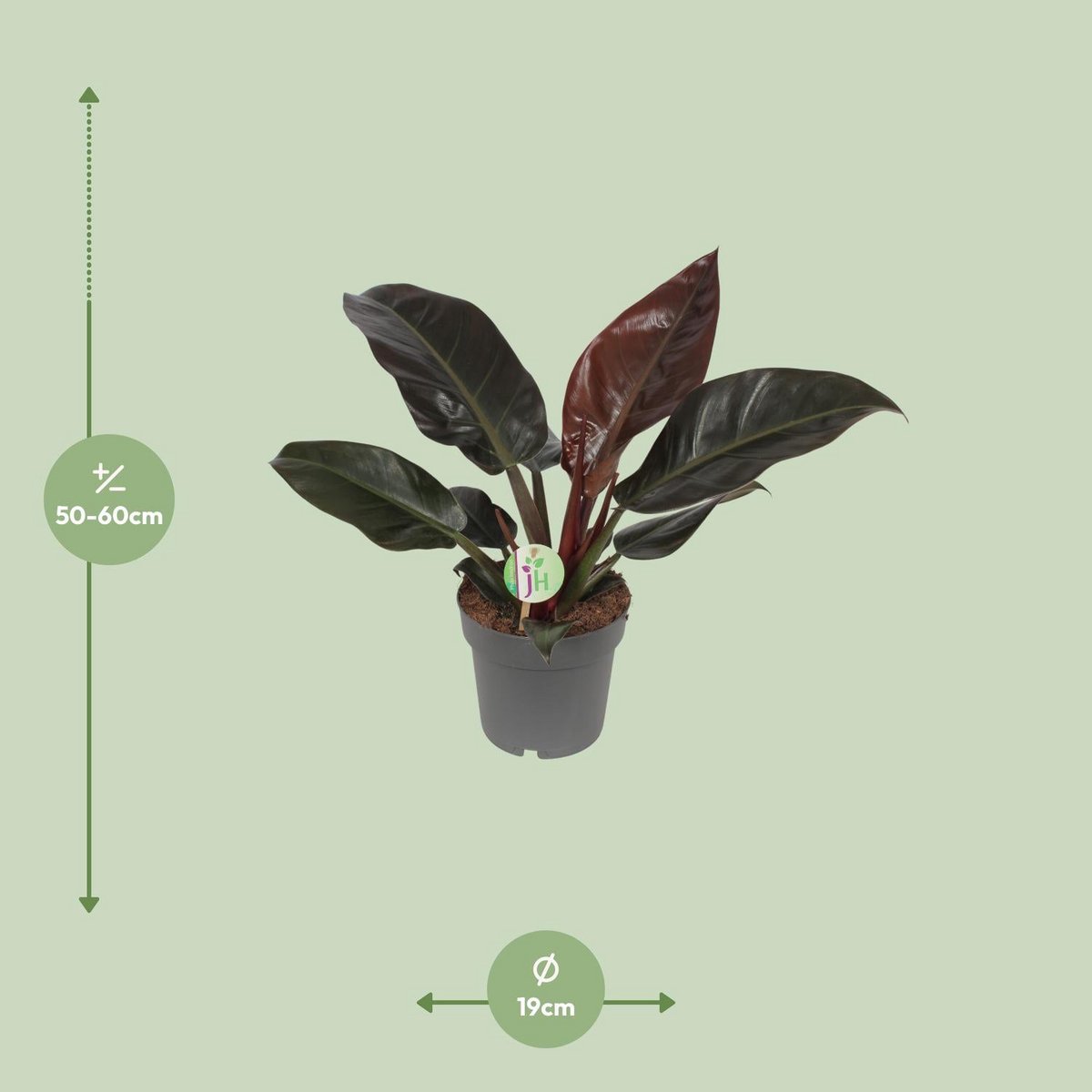 Philodendron Imperial rouge en pot Ø19 cm