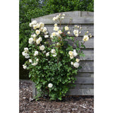 3x - Rosa Crazy in Love 'Vanilla' - ↨65cm - Ø15