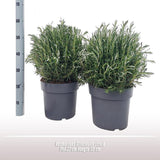Rosmarinus officinalis Struik - Ø27cm - ↕55cm