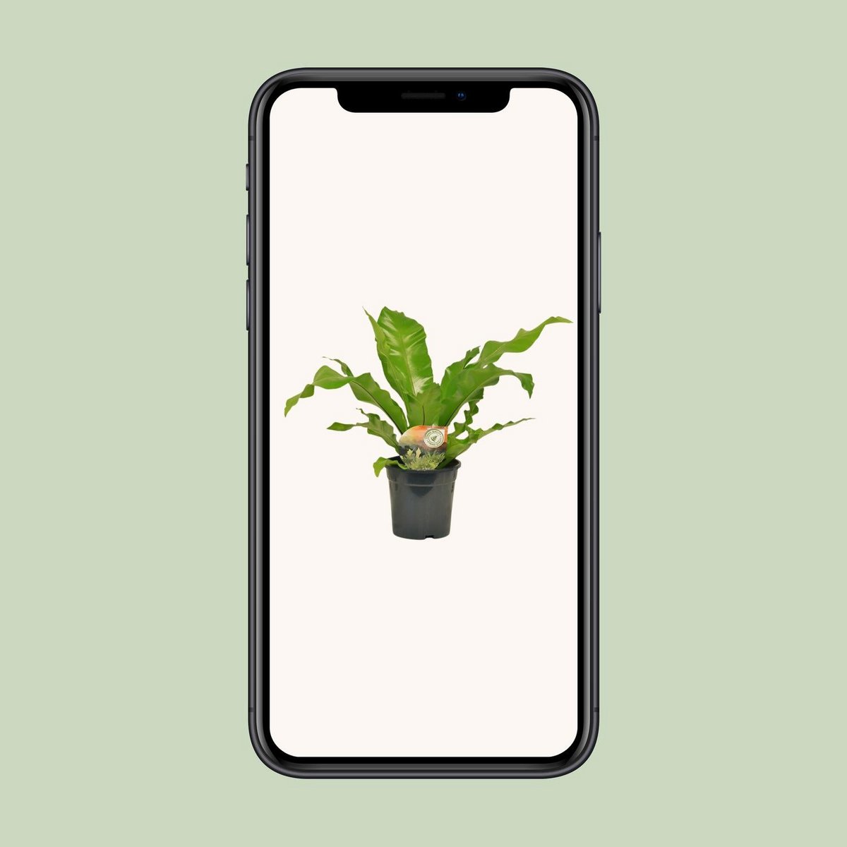 Begonia Nest - Détail des feuilles et du design élégant