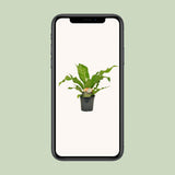 Begonia Nest - Détail des feuilles et du design élégant