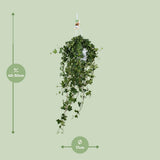 Plante Hedera Helix Pitsburg suspendue XXL Ø17 cm