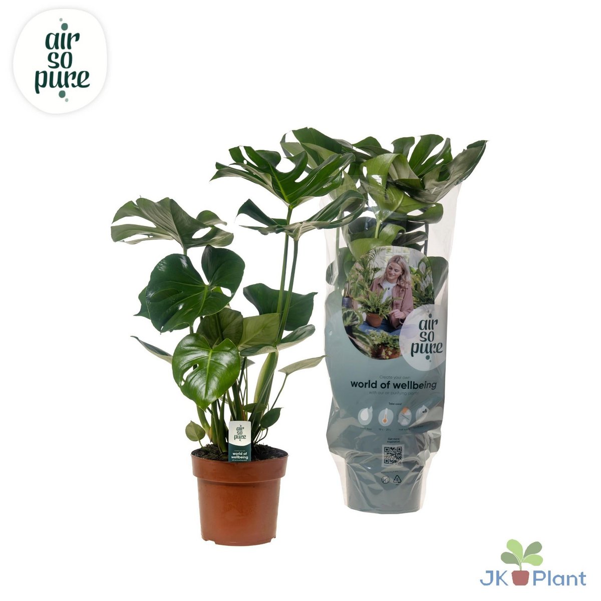 Delicious Monstera - Plante d'intérieur avec feuillage luxuriant