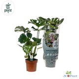 Delicious Monstera - Plante d'intérieur avec feuillage luxuriant