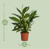 Spathiphyllum vivaldi - Ø17cm - ↕70cm