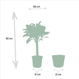 Plante Ficus elastica Melany 90 cm