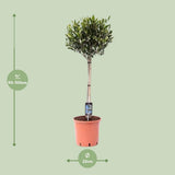 Plante Olea olive diamètre 22 cm hauteur 100 cm