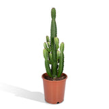 Euphorbia Acruensis - Cactus Cowboy - Vue d'ensemble