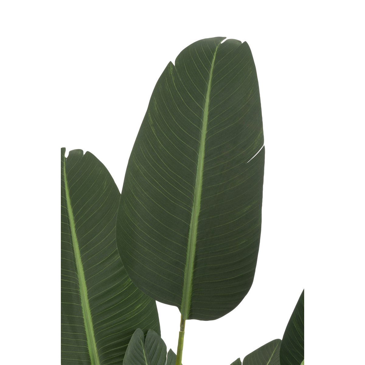 Strelitzia verte artificielle J-Line vue de face avec feuilles détaillées