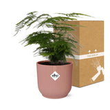 Fougère asperge en pot rose ELHO Vibes 14 cm