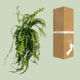 Ephiphyllum anguliger Ø21 cm