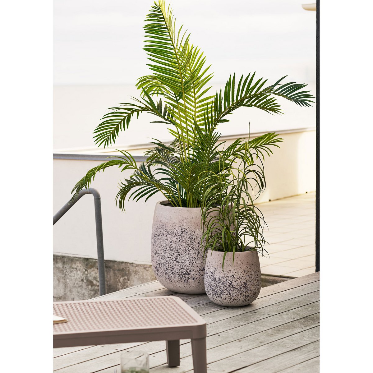 Plante herbacée dans un salon moderne