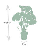 Monstera Deliciosa - Plante en trou - Ø17cm - ↕55cm