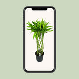 Dracaena Sandriana dorée en pot 19 cm