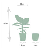 Muse Cavendish naine - ↨90 cm - Ø21 cm + Pot Mike Lead