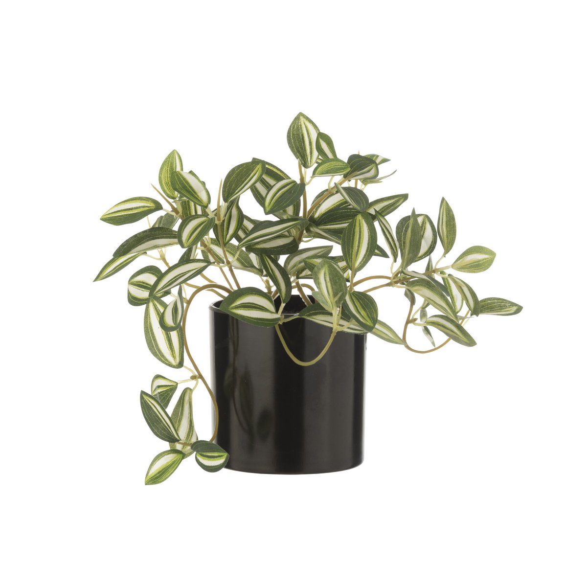Plante Tradescantia J-Line en pot vert et blanc, vue de face