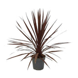 Plante Cordyline Australis étoile rouge 20 cm