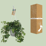 Plante grimpante hedera helix Ø17 cm