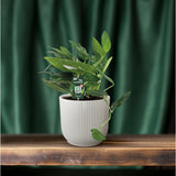 Philodendron Cobra Toef - Ø17cm - ↕50cm