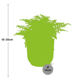 Asplenium Parvati en ELHO Vibes Fold 14cm rose