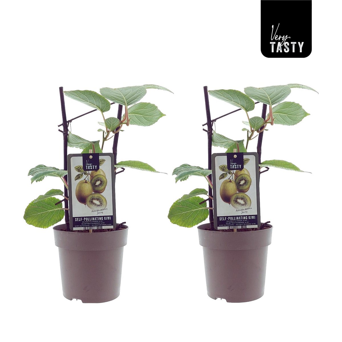 Actinidia Jenny - Plante décorative en pot Ø15cm, hauteur 40cm