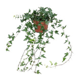 Hedera Helix Shamrock - moyen long - Ø13cm - ↕cm