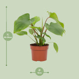 Plante Homalomena Rubescens Maggy verte