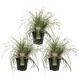 3x - Carex Hachijoensis 'Evergold' - ↨30cm - Ø14