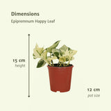 Epipremnum Happy Leaf - 4 pièces - ø12cm - ↕15cm