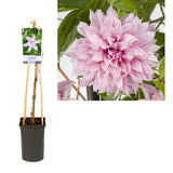 Plante grimpante Clematis Multi rose Ø17 cm H75 cm