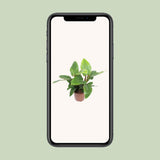 Plante Philodendron Imperial vert