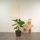 Alocasia Portodora artificielle avec pot gris