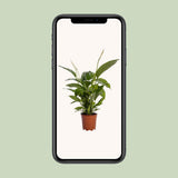 Spathiphyllum Bingo Cupidon - Ø19cm - ↕80cm