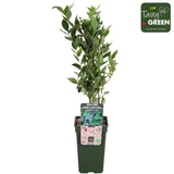 Vaccinium CoryMbosum 'Reka' - Blauwe Bes - Ø13cm - ↕45cm