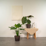 Lot de 2 plantes Alocasia vertes