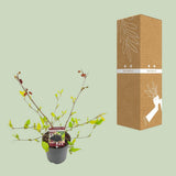 MAGO MAT. 'Mojo Berrie' - Ø13cm - ↕10cm