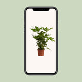 Fatsia japonica - Ø17cm - ↕40cm
