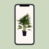 Plante artificielle livistona en pot Ø24 cm hauteur 100 cm