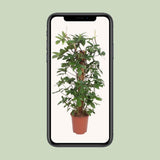 Philodendron Pedatum - Ø27cm - ↕130cm