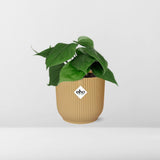 Philodendron grimpant jaune 14 cm