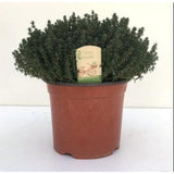 Thymus Faustini 18 - Ø18cm - ↕45cm