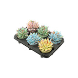 Echeveria Colored Splash Pastel Mix - 6 pièces - Ø10,5cm - ↕13cm